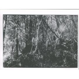 [Trees cut down by Capt Cook?]