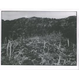 A corner of our old Clearing & the sheep