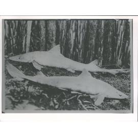 Dogfish & smoothpound