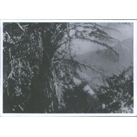 "Mumuku [Mamaku] leaves 15 feet long"