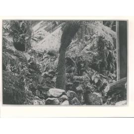 Fernery