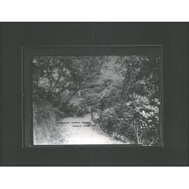 Botanical Gardens, Dunedin, N.Z.