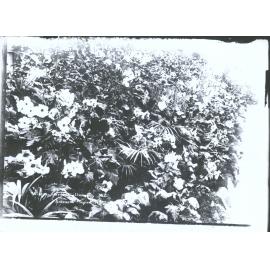 Winter Gardens, Dunedin, N.Z.