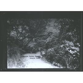 Botanical Gardens, Dunedin, N.Z.