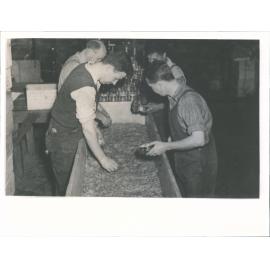 Preserving Works. Canning whitebait, packing whitebait in tins