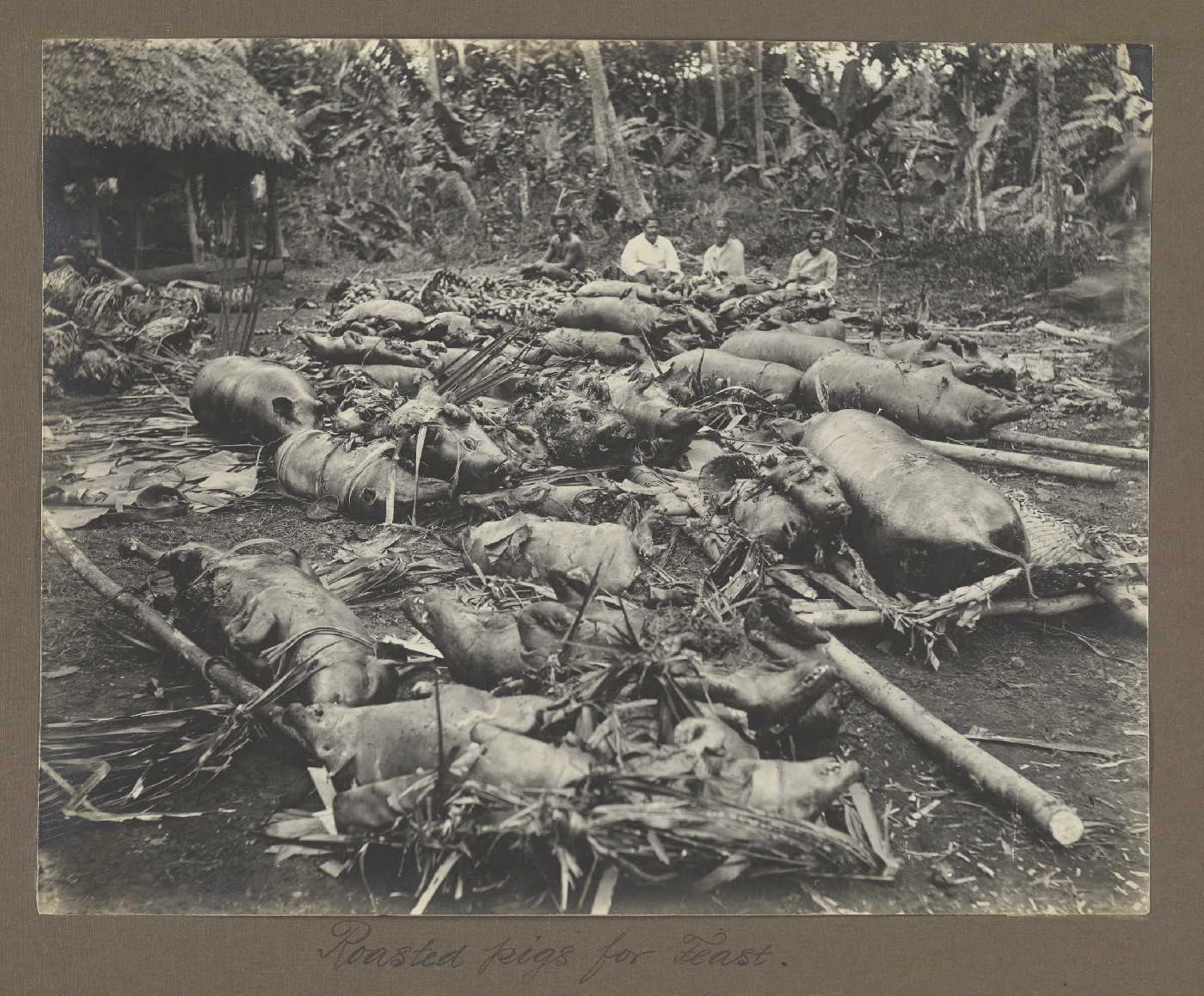 Roasted pigs for feast