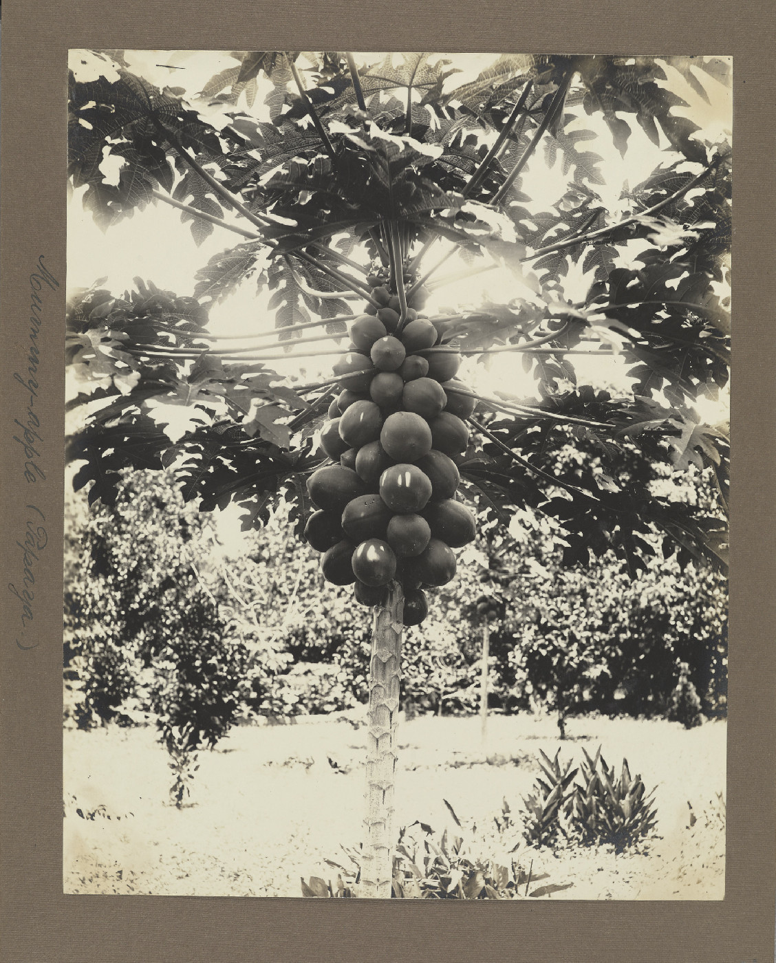 Papaya