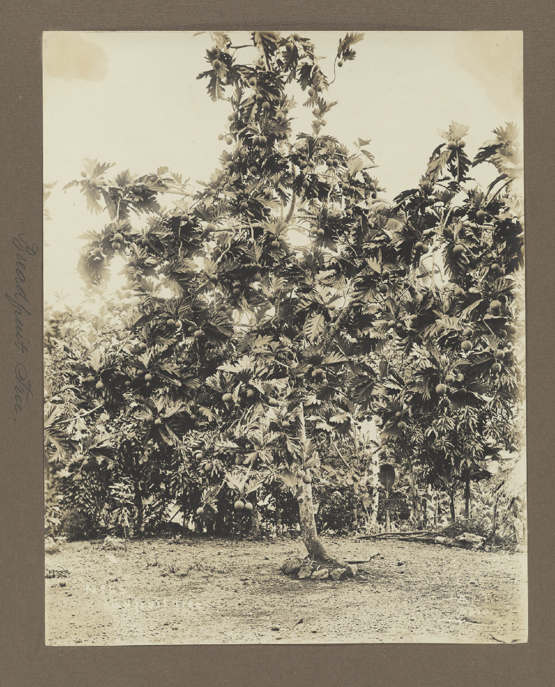 Breadfruit tree