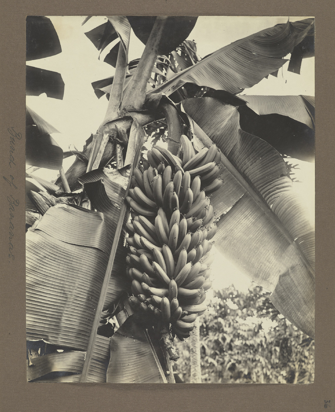 Bunch of bananas