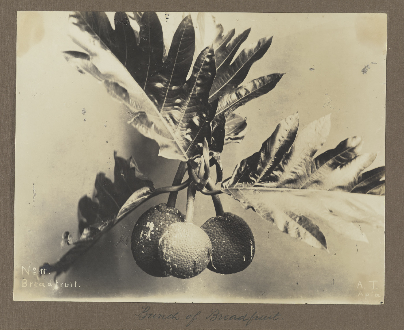 Breadfruit