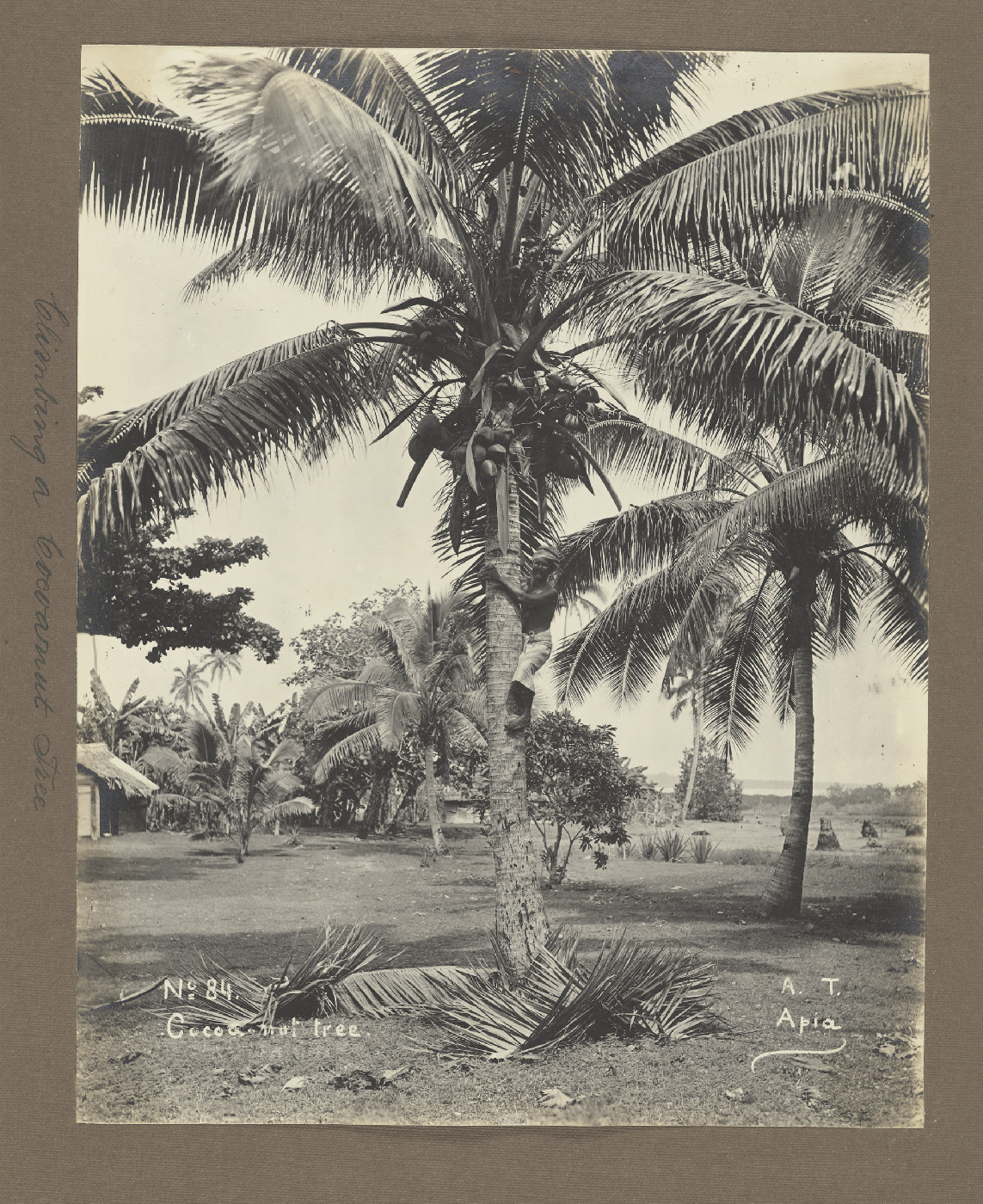 Coconut tree