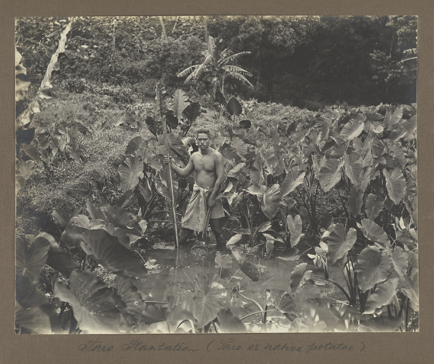 Taro plantation