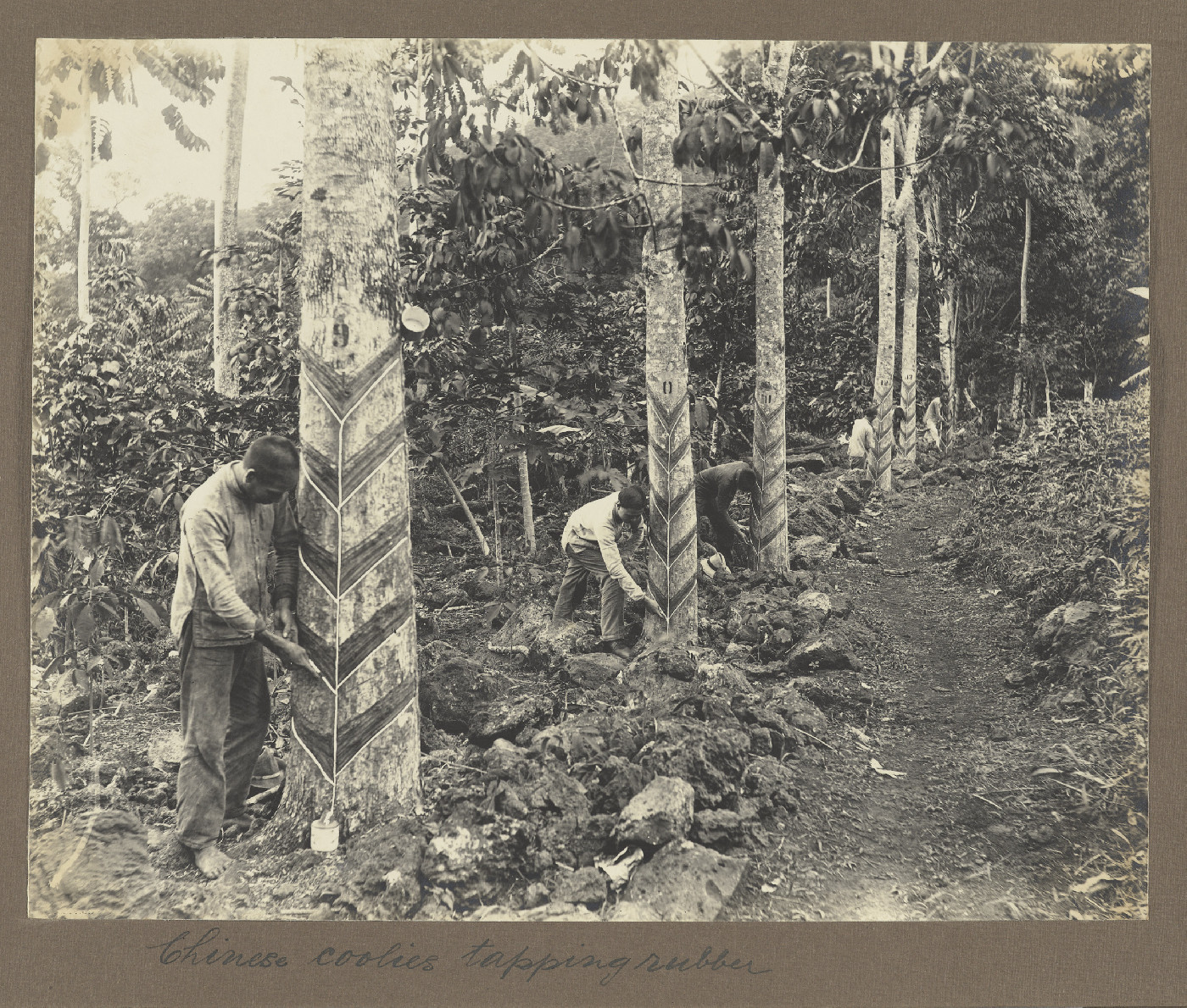 Chinese workers tapping rubber
