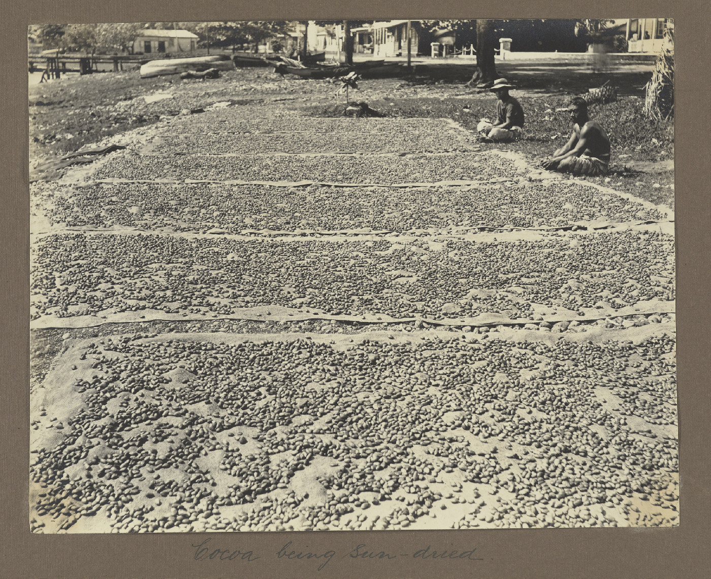 Cocoa being sun-dried
