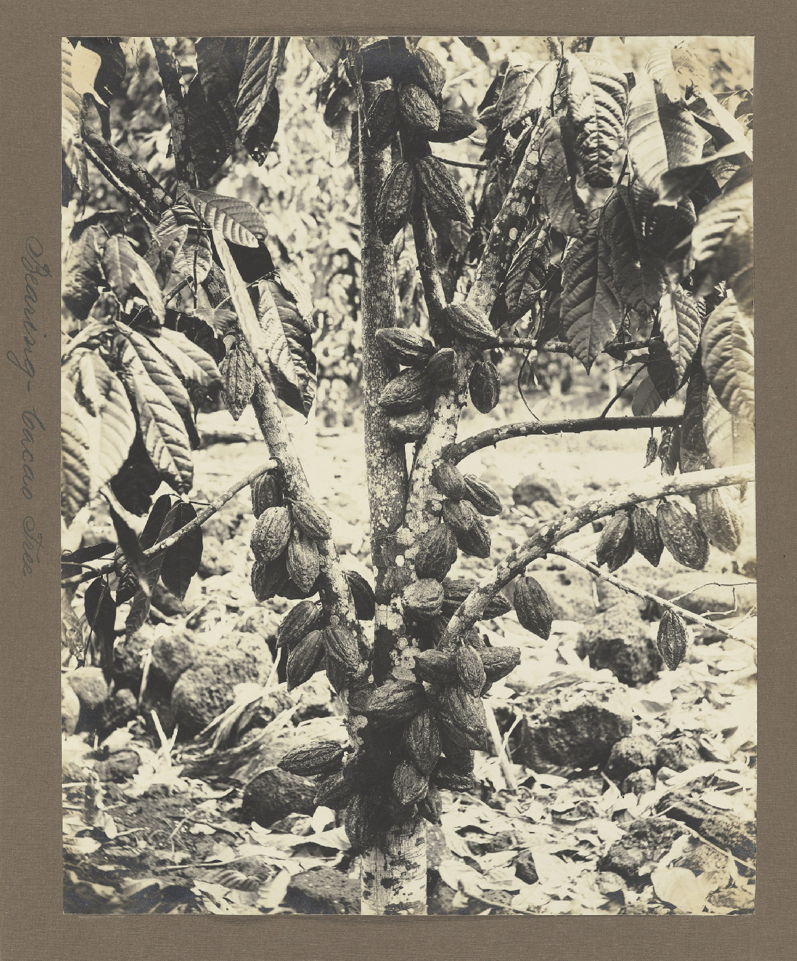 Bearing cocoa tree