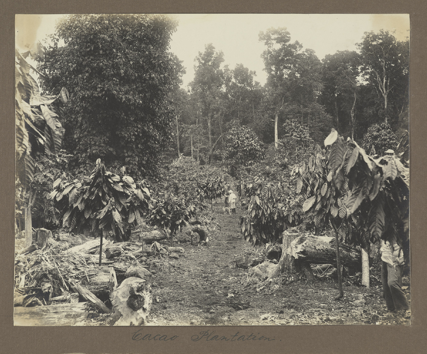 Cocoa plantation