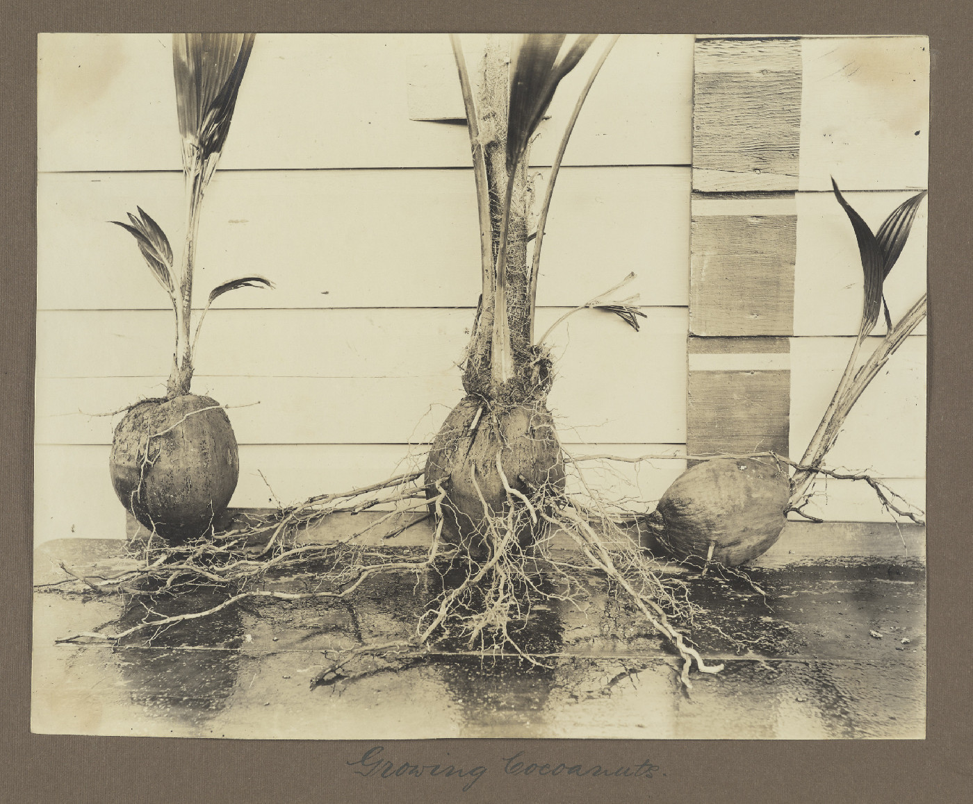 Growing coconuts