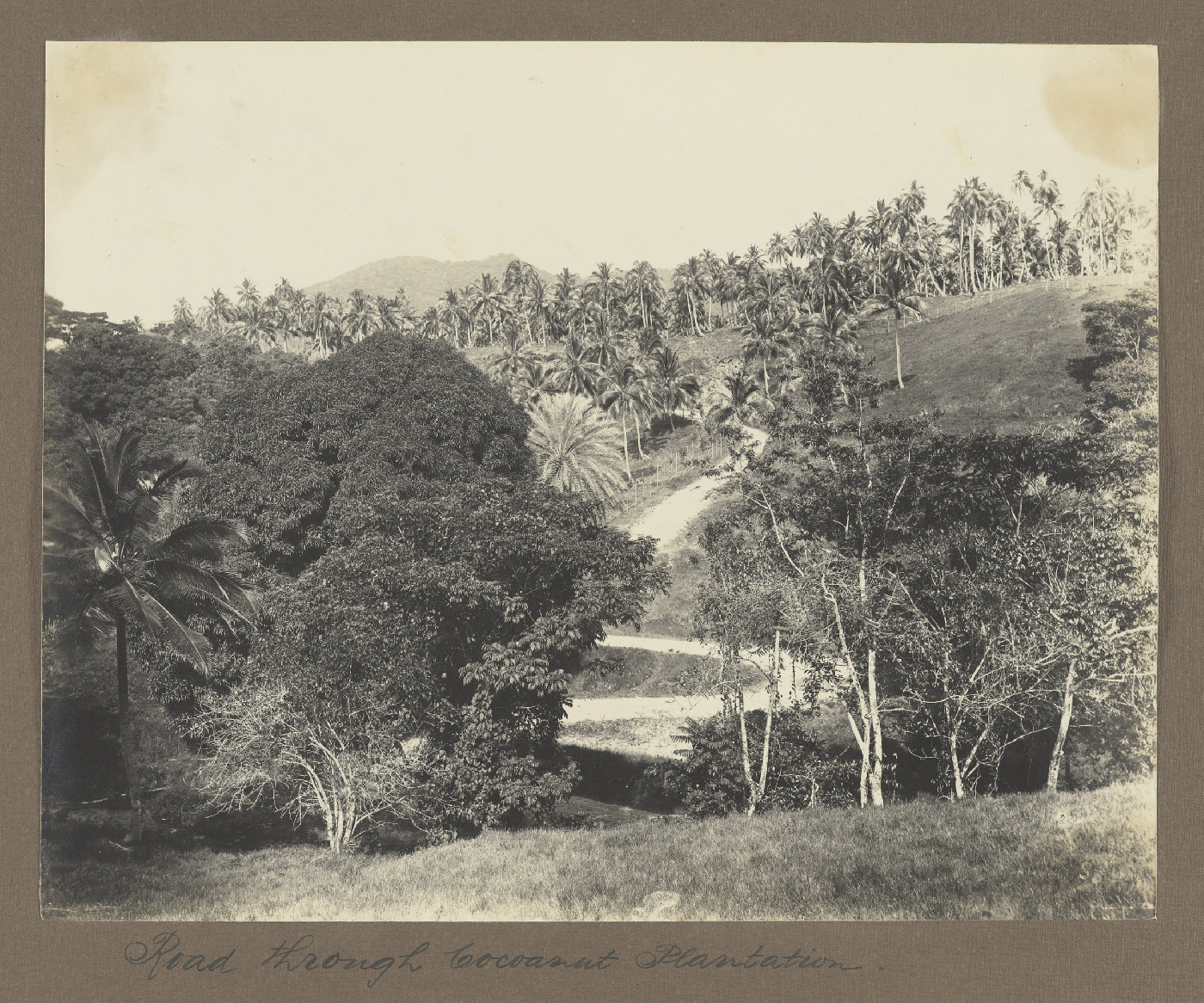 Road through coconut plantation