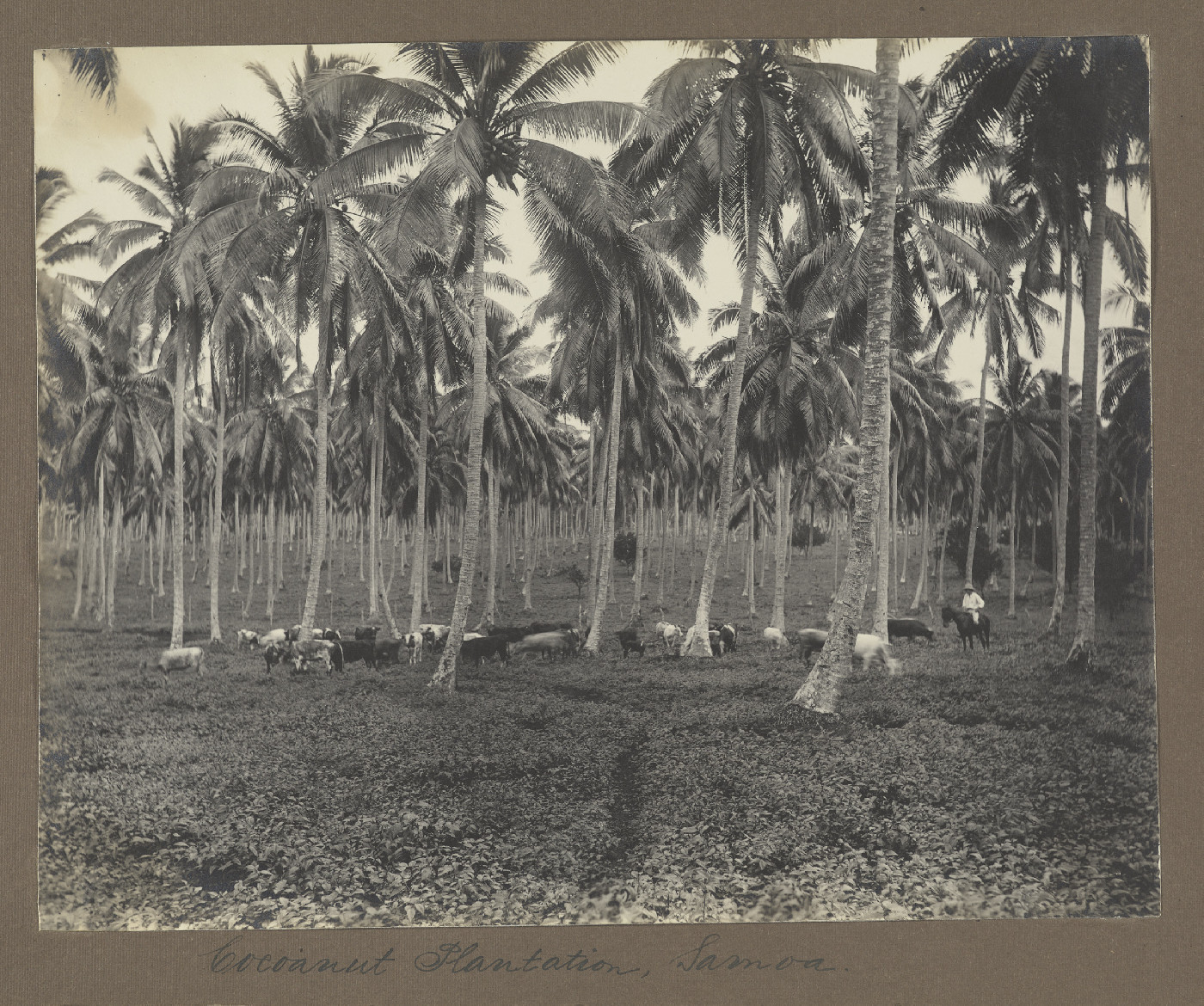 Coconut plantation, Samoa